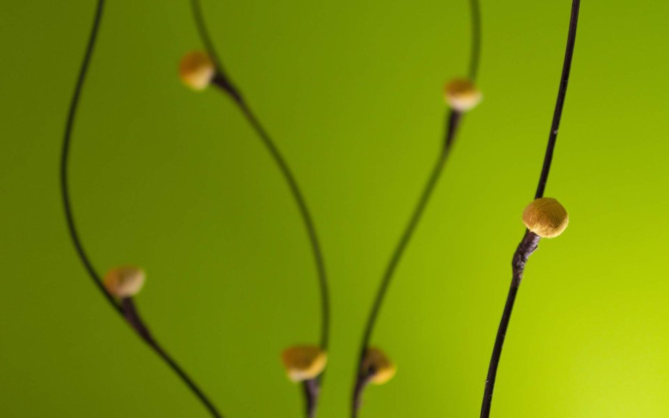 Alan Mattila Green Background Plant Stems And Yellow Flower Balls Photography