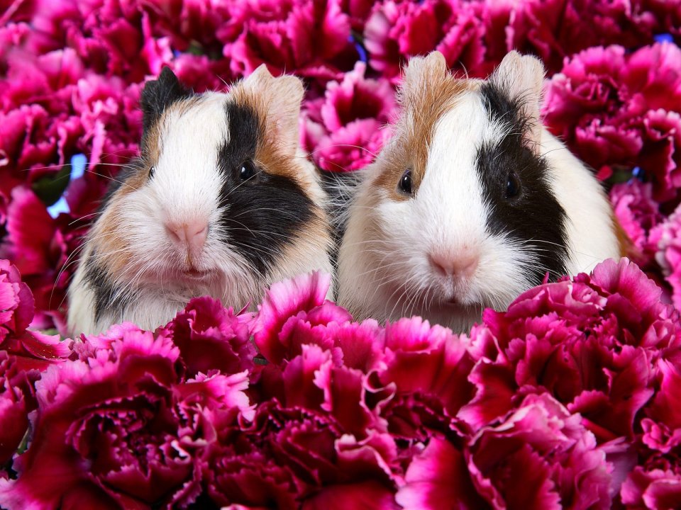 Cute Guinea Pigs In Carnations