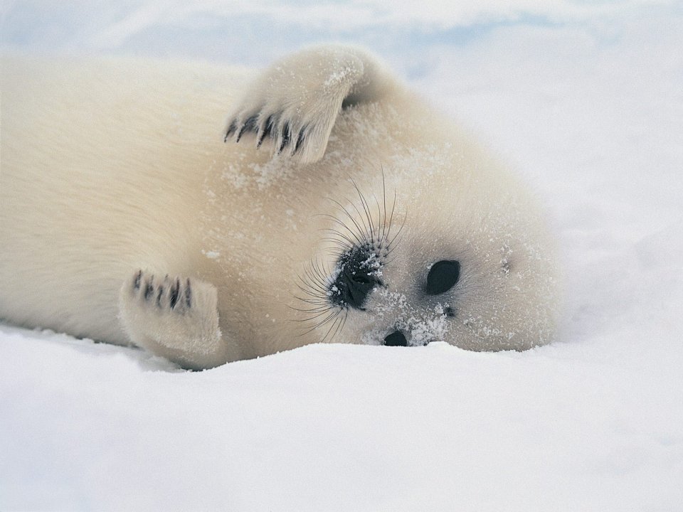 Harp Seal Pup Snow Photography Arctic Ice Seal Pup
