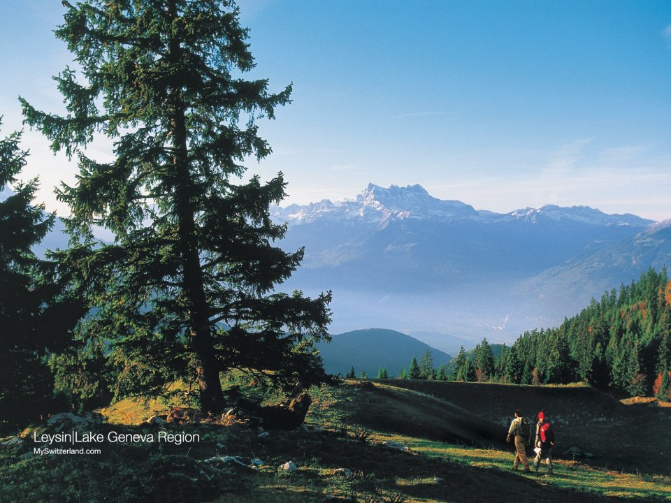 Switzerland Leysin Hiking Landscape: A Serene Journey In The Alps Foothills