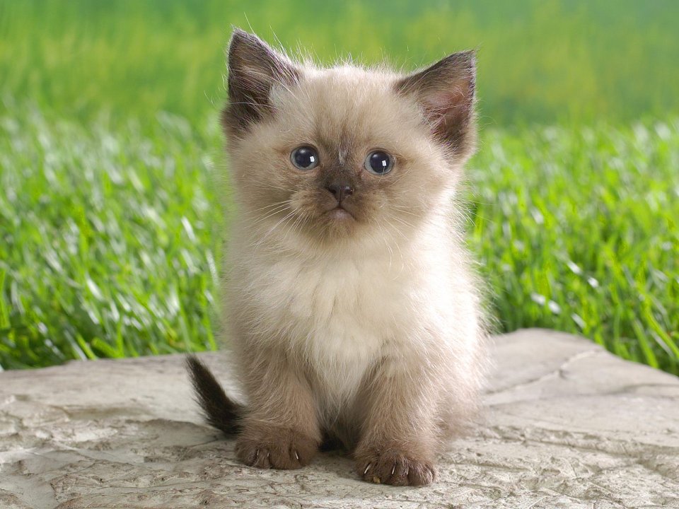 Cute Himalayan Kitten On Grass