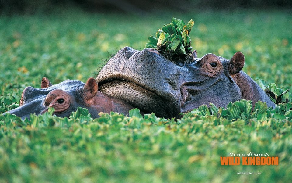 Funny Hippos With Water Plants In African Wetland Wild Kingdom