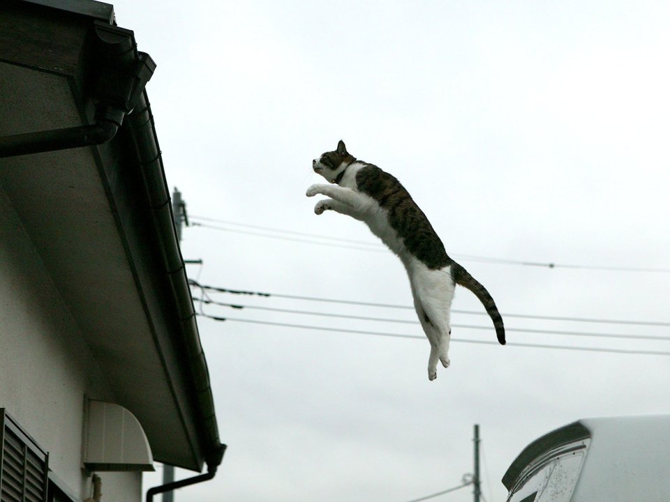 Jumping Homeless Cat