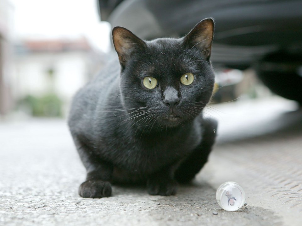 Homeless Black Cat Sitting On Street Realistic Photography