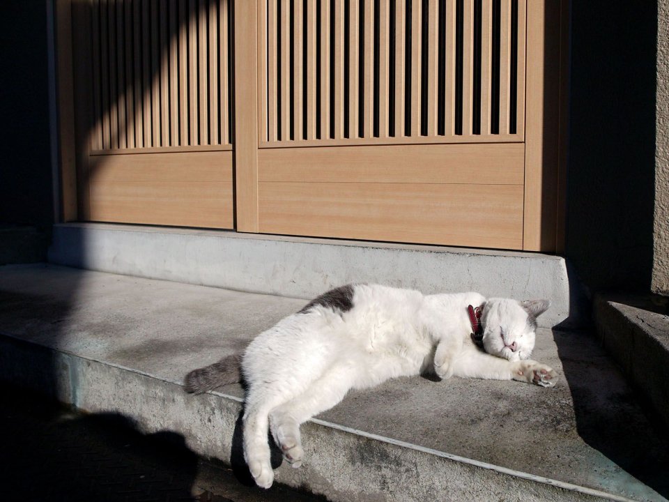 Lazy White Cat Sunbathing On Japanese Architecture Steps