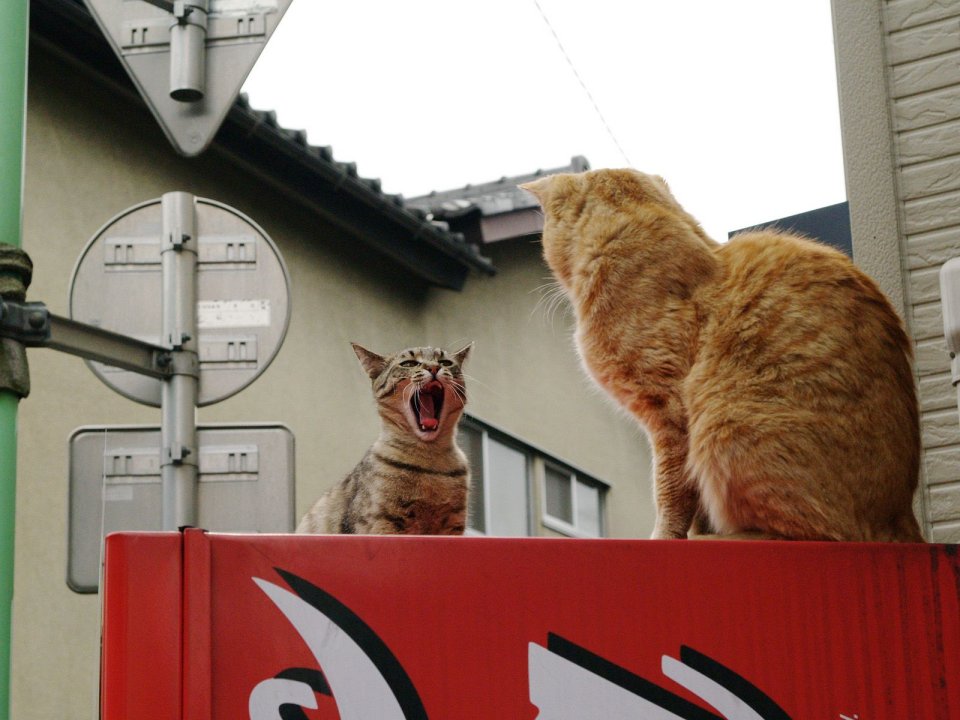 两只流浪猫在红色物体上的日常瞬间