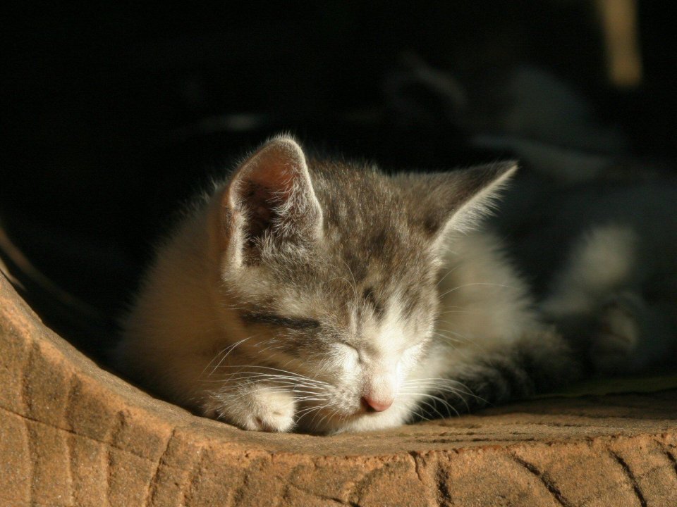 小猫在轮胎中安静睡觉的治愈画面