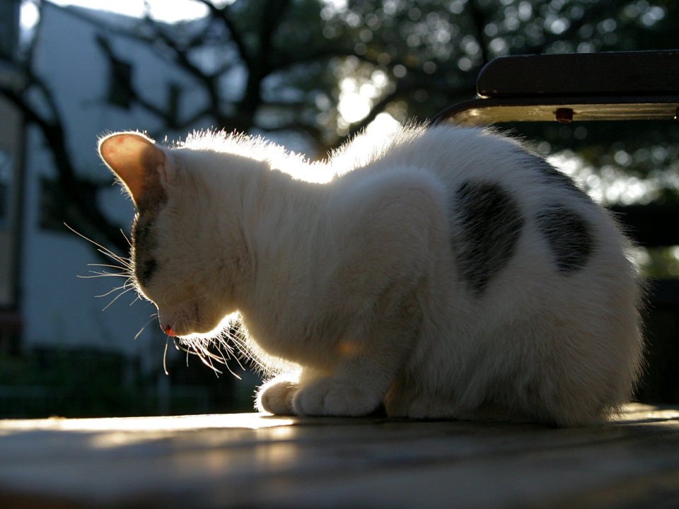 White Cat With Black Spots In Sunlight Homeless Cat Close Up