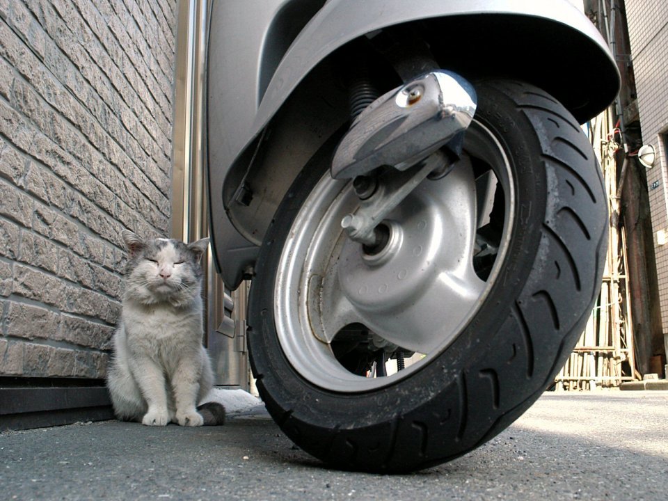 日本小巷中的慵懒猫咪与摩托车