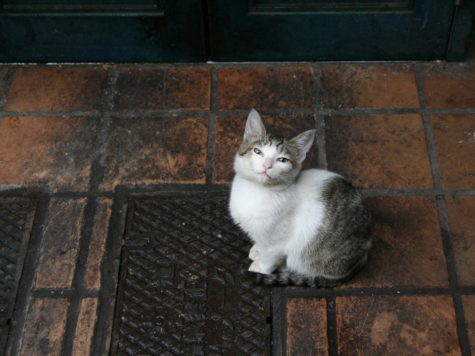 Street Homeless Cat Realistic Photography