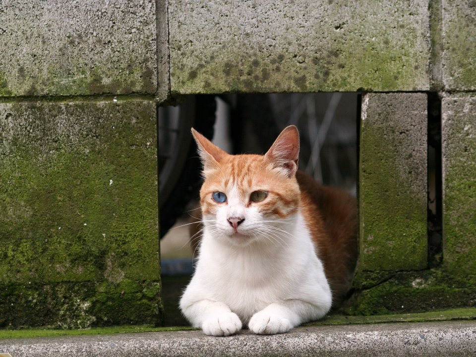 Stray Cats at the Street Corner (Vol. 1)