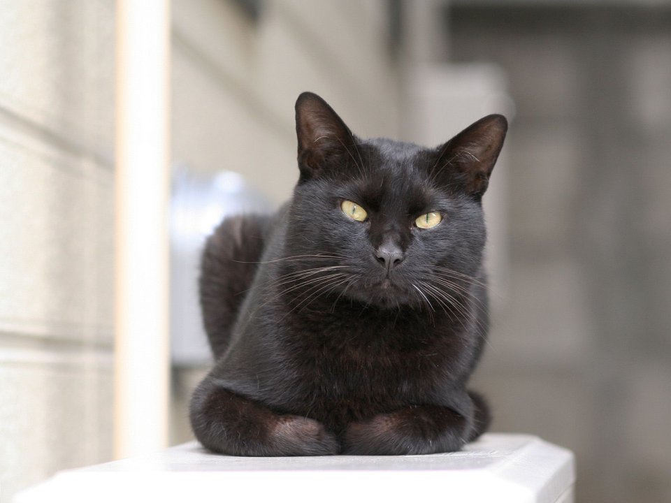 Black Cat Lying On White Surface Realistic Photography