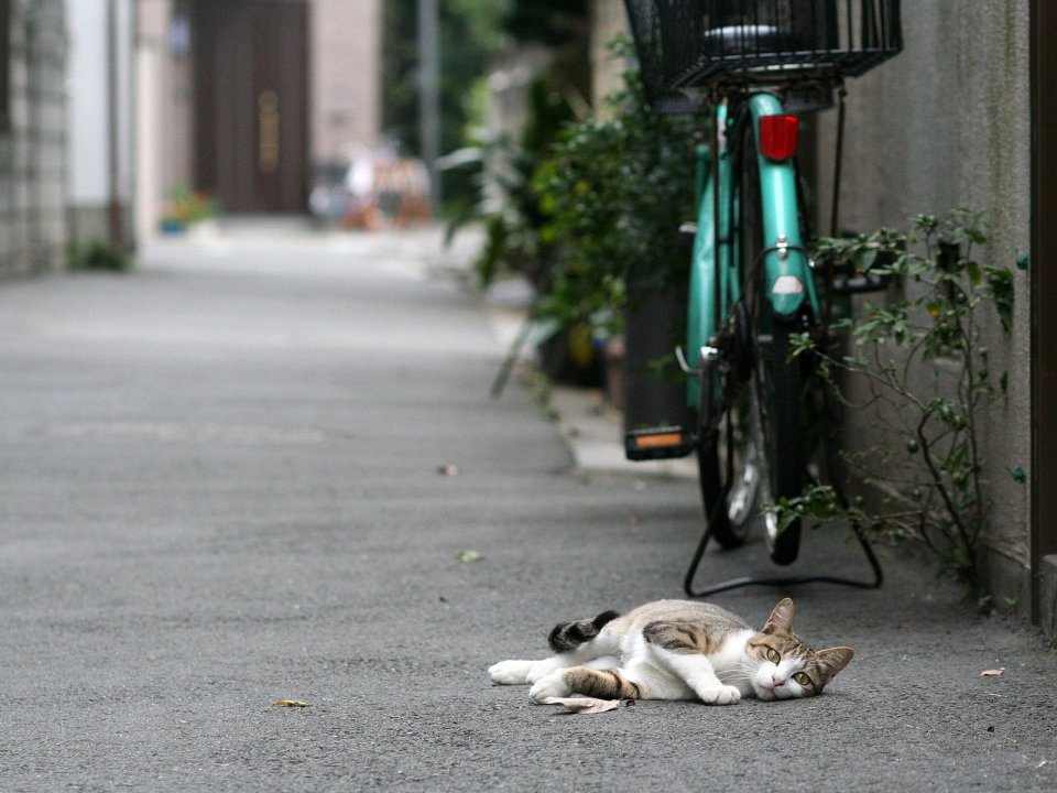 Lazy Cat In Japanese Residential Alley