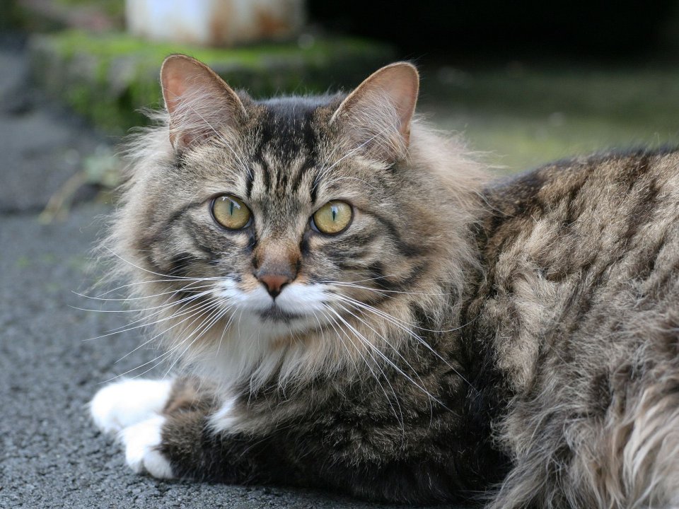Stray Tabby Longhair Cat Close Up