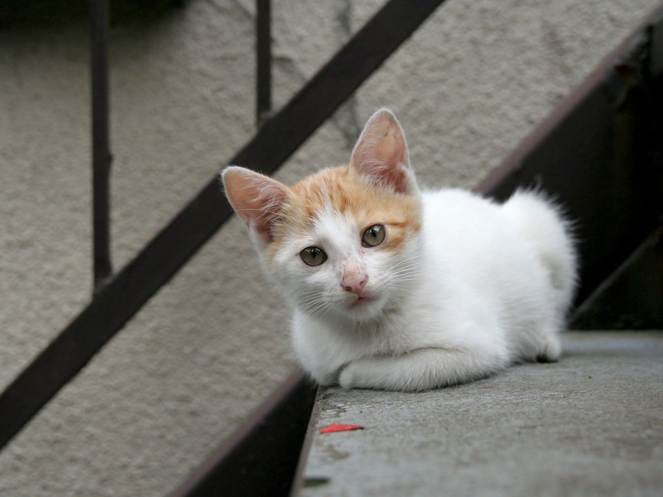 White And Orange Homeless Kitten On Steps