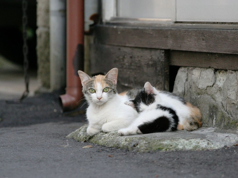 两只流浪猫在建筑外的石阶上