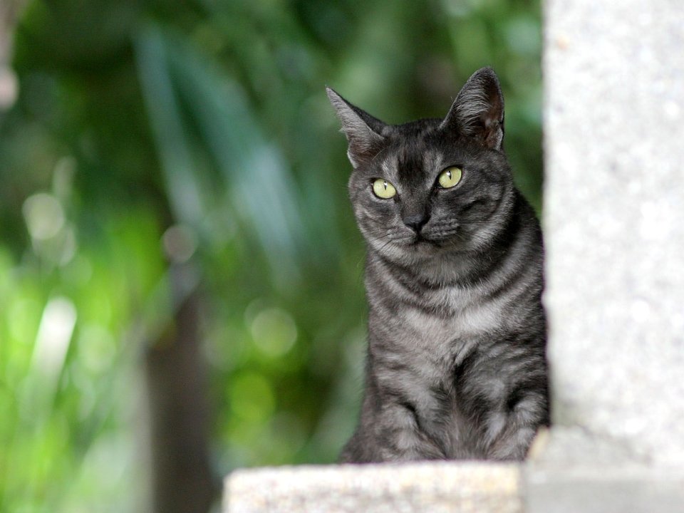 灰色虎斑猫在石制结构上的写实摄影