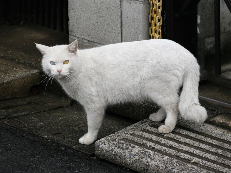 白色异瞳流浪猫站在石阶上