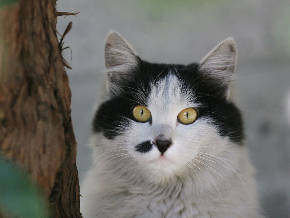 Black And White Homeless Cat Close Up