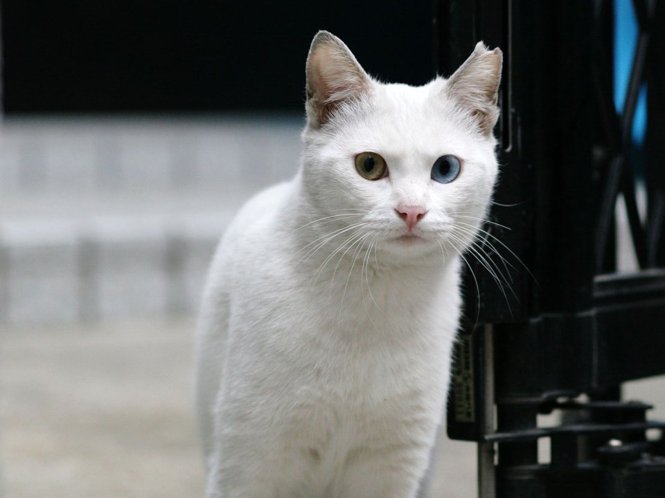 White Heterochromia Homeless Cat Close Up