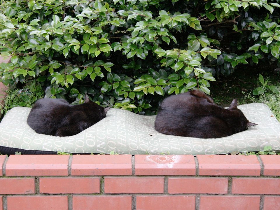 Two Black Cats Resting On An Outdoor Cushion In A Peaceful Scene