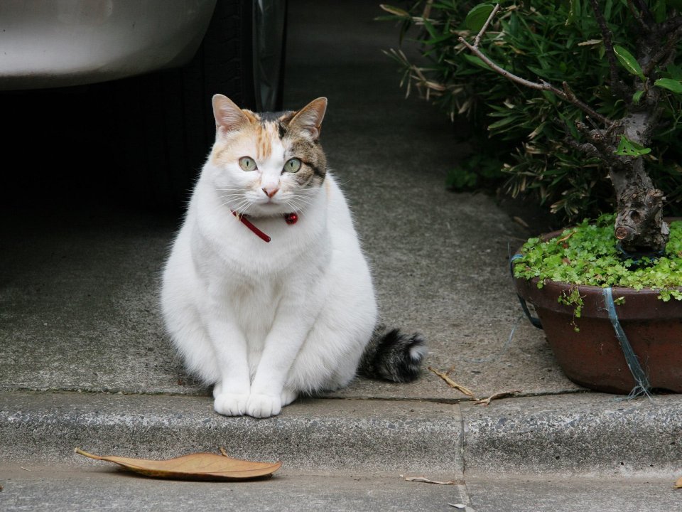 Calico Cat Sitting On Steps Cute Moment