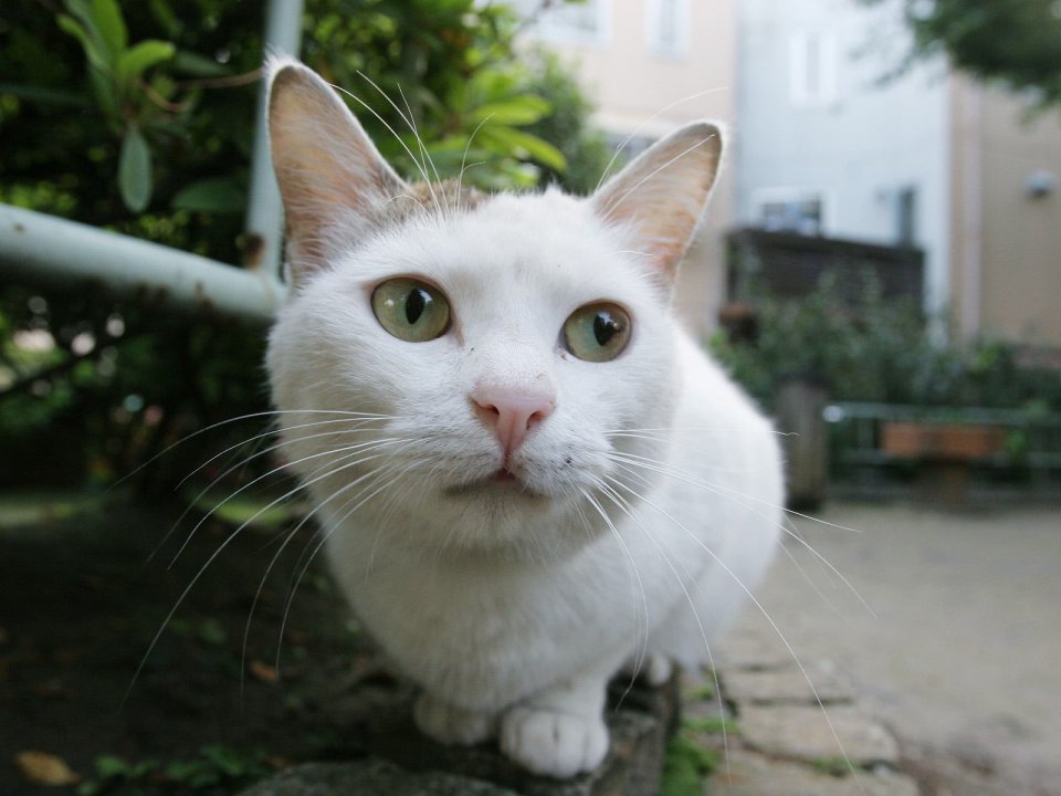 White Stray Cat Close Up