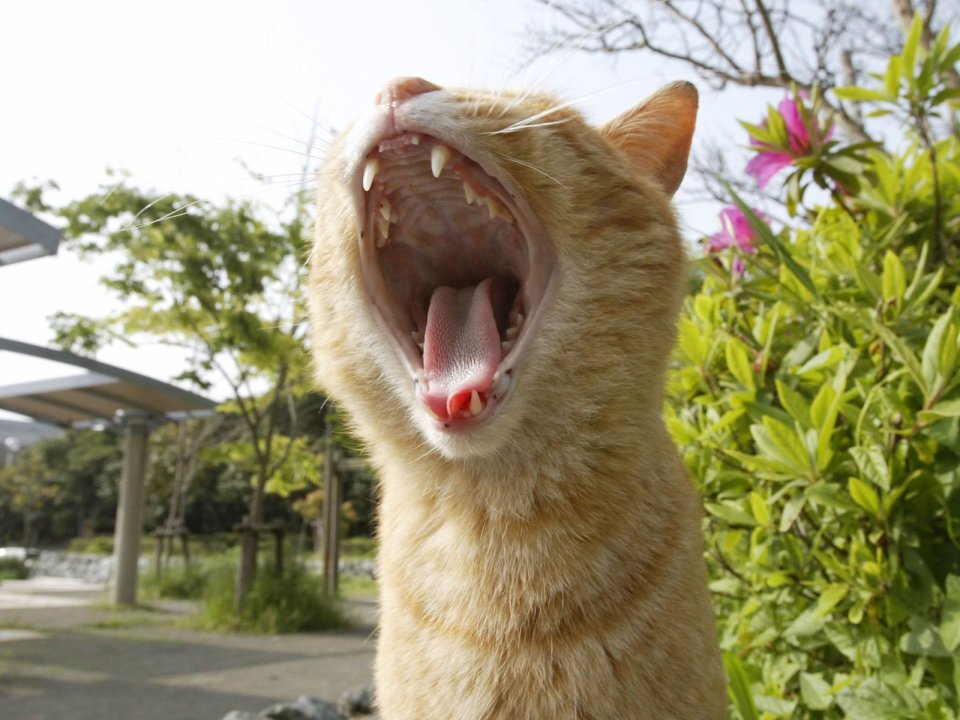 橘猫张嘴特写 实拍户外场景