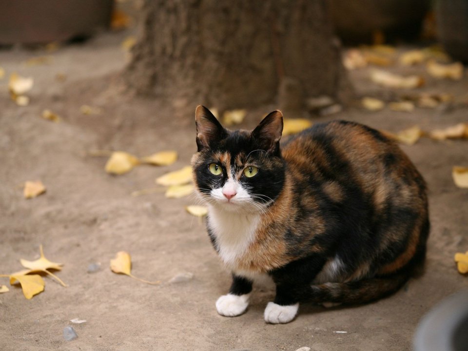 Calico Homeless Cat With Ginkgo Leaves Autumn Scene