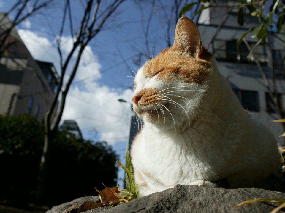 Japanese Street Homeless Orange And White Cat Sunbathing On Rock