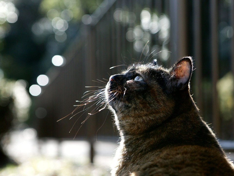 Tortoiseshell Homeless Cat Close Up In Sunlight