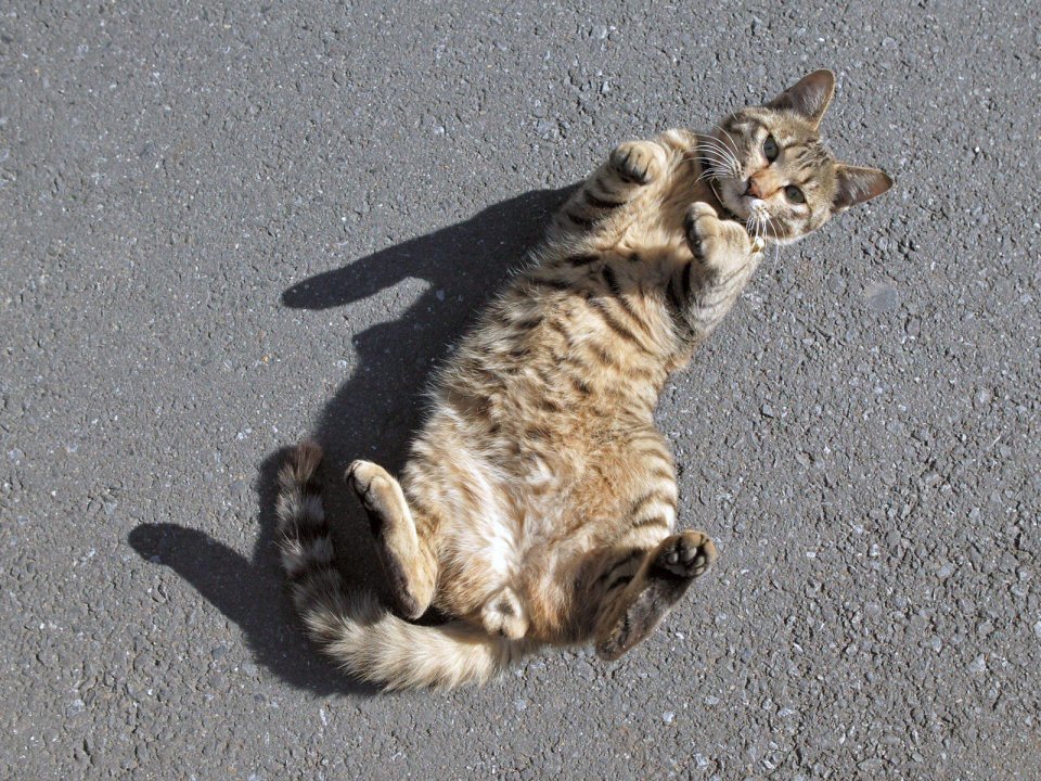 Lazy Tabby Cat Rolling On Asphalt