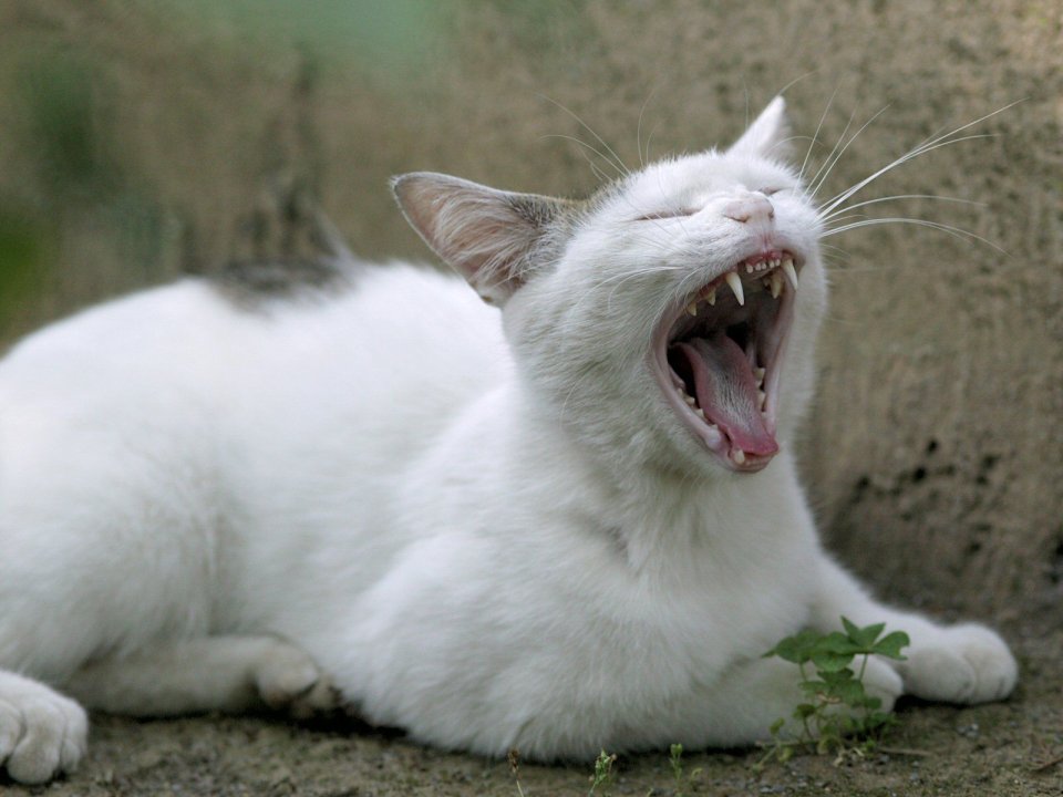 白色流浪猫打哈欠的慵懒瞬间