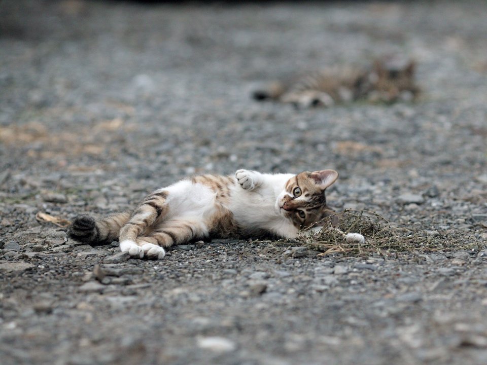 Homeless Cat Playing On Gravel Realistic Photography
