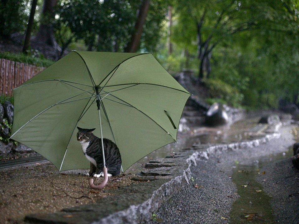 雨中撑伞的猫在林间小路