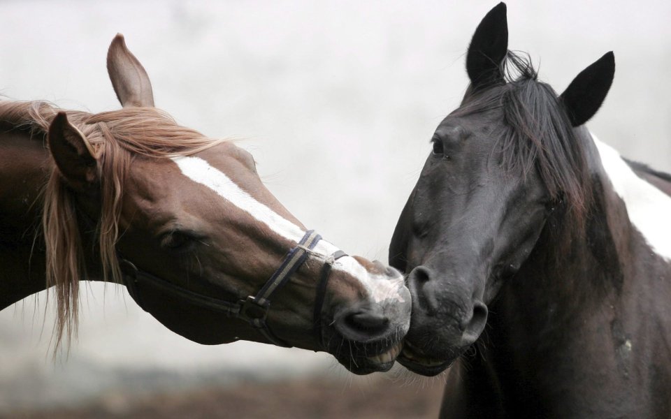 Two Horses Nuzzling Affection