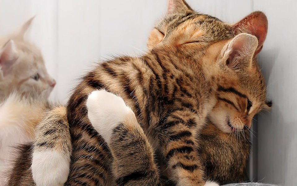 Two Cute Kittens Hugging