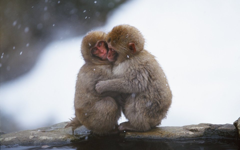 Japanese Macaques Hugging In Snow