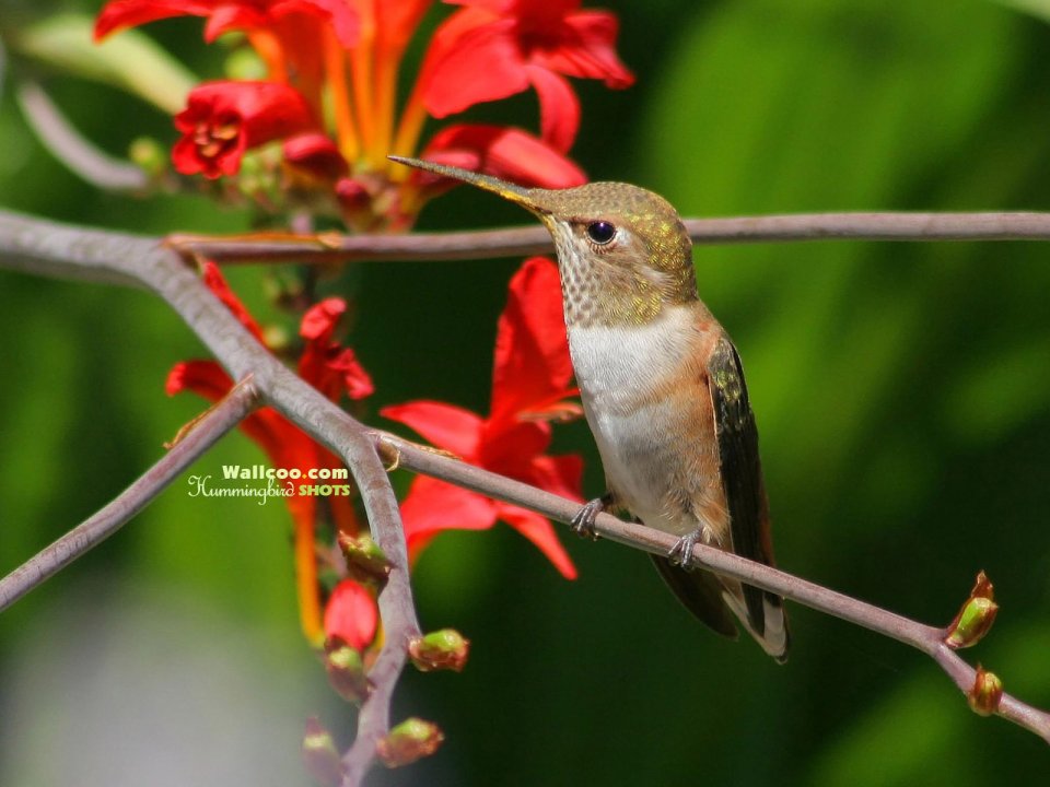 Hummingbird Perched On Flower Branch