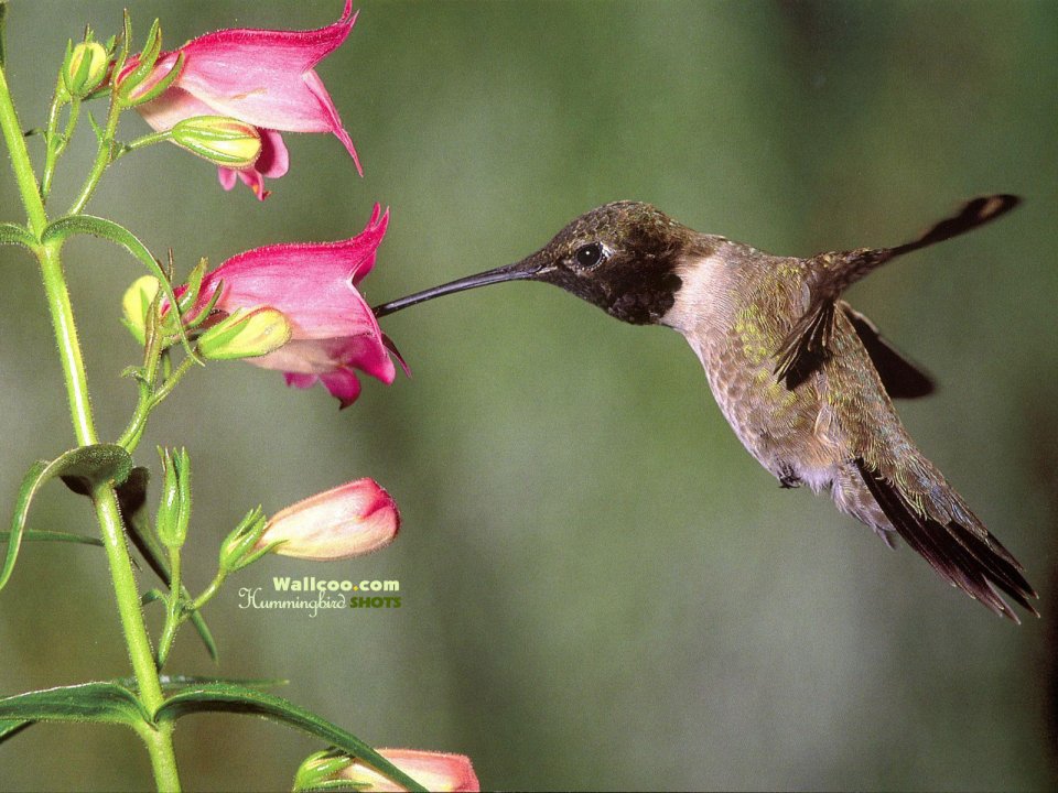 Hummingbird Feeding On Flower