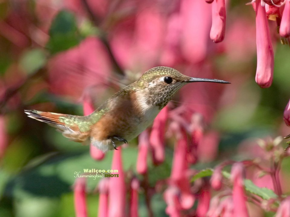 Hummingbird Flying Among Flowers