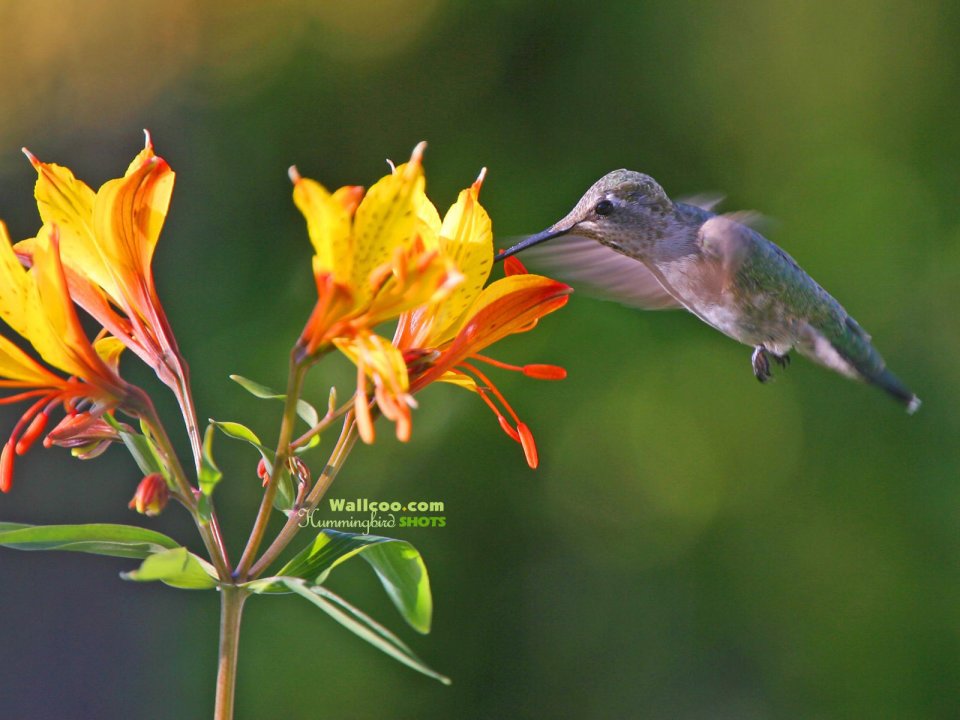 Hummingbird Feeding On Alstroemeria