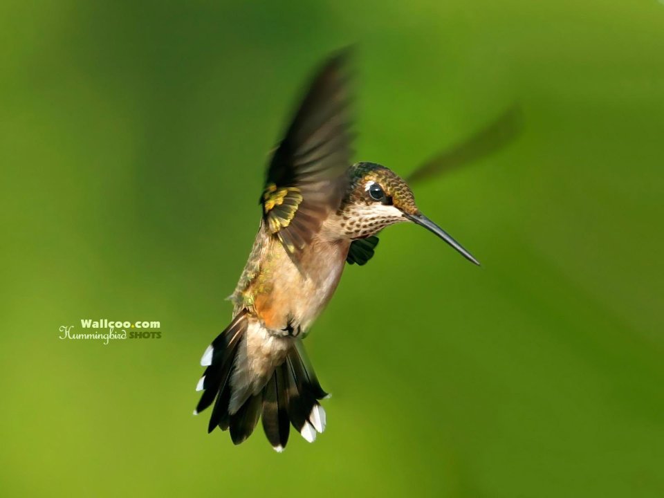 Hovering Hummingbird In Nature