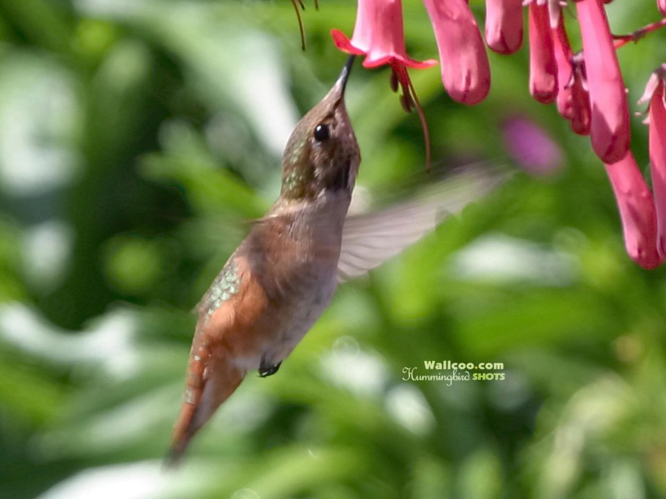 Hummingbird Feeding On Flower