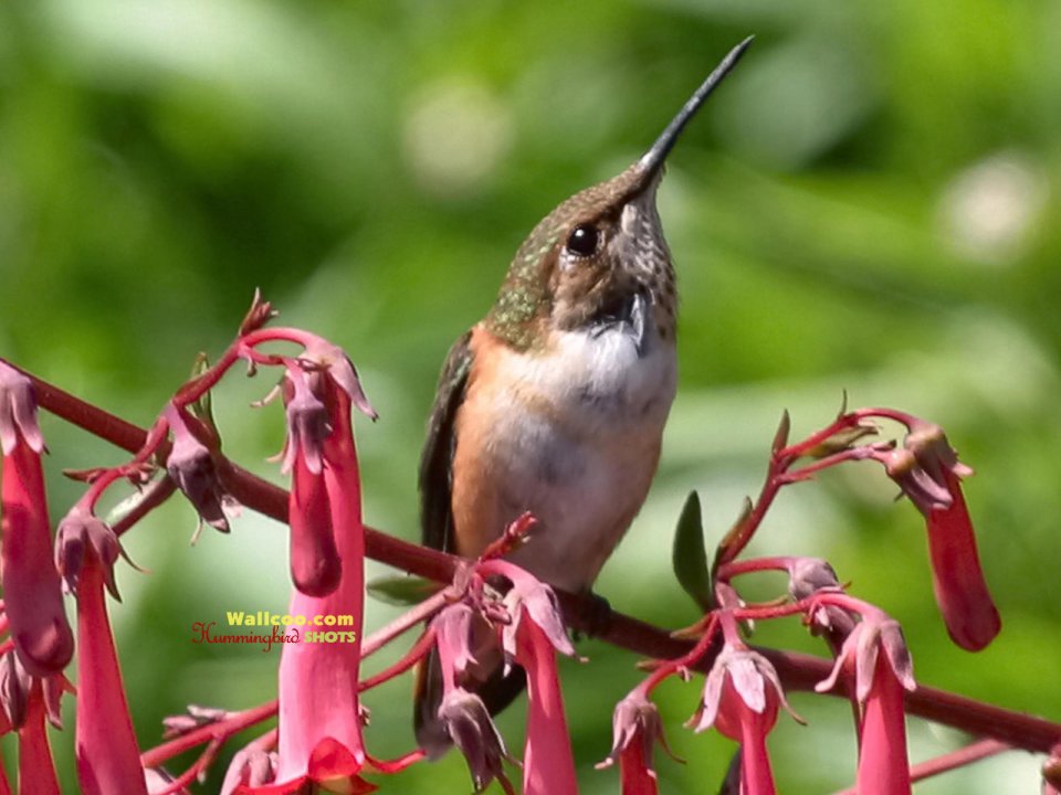Hummingbird Perched On Flowers
