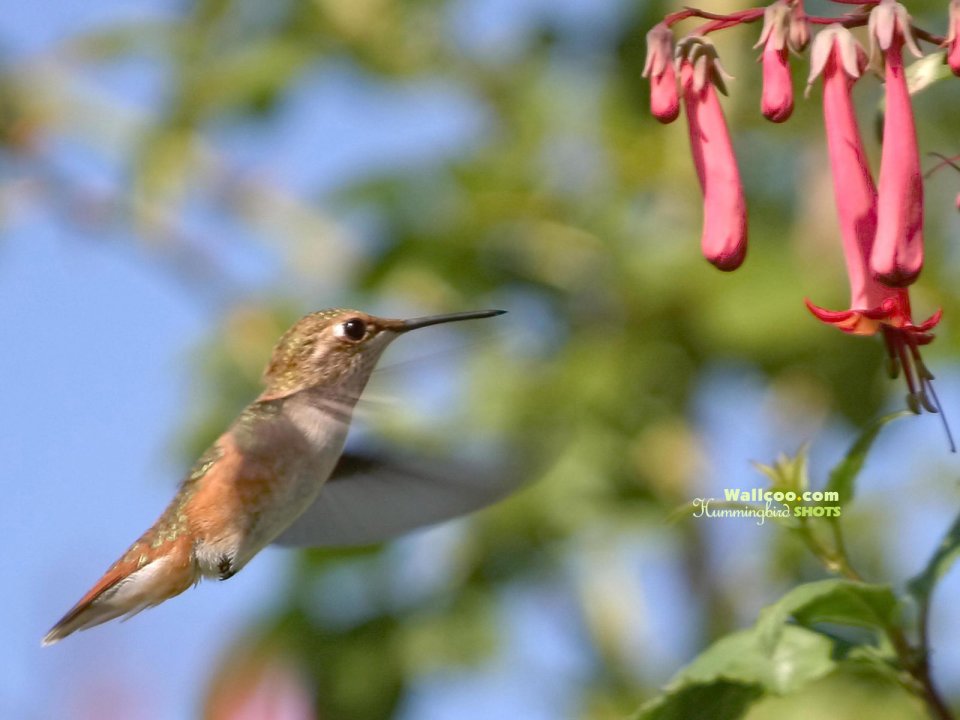 Hummingbird Feeding On Flowers