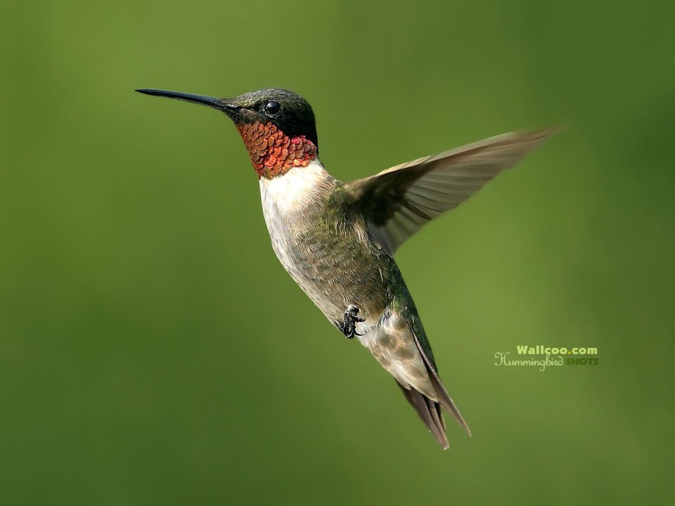 Ruby Throated Hummingbird In Flight