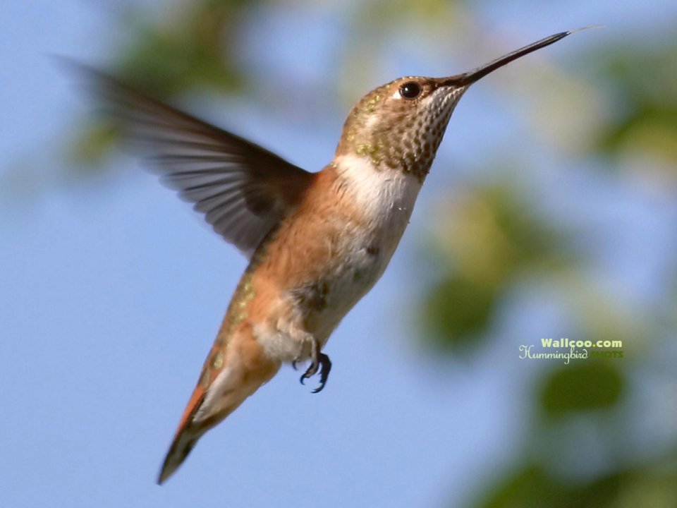 Hummingbird In Flight Photography