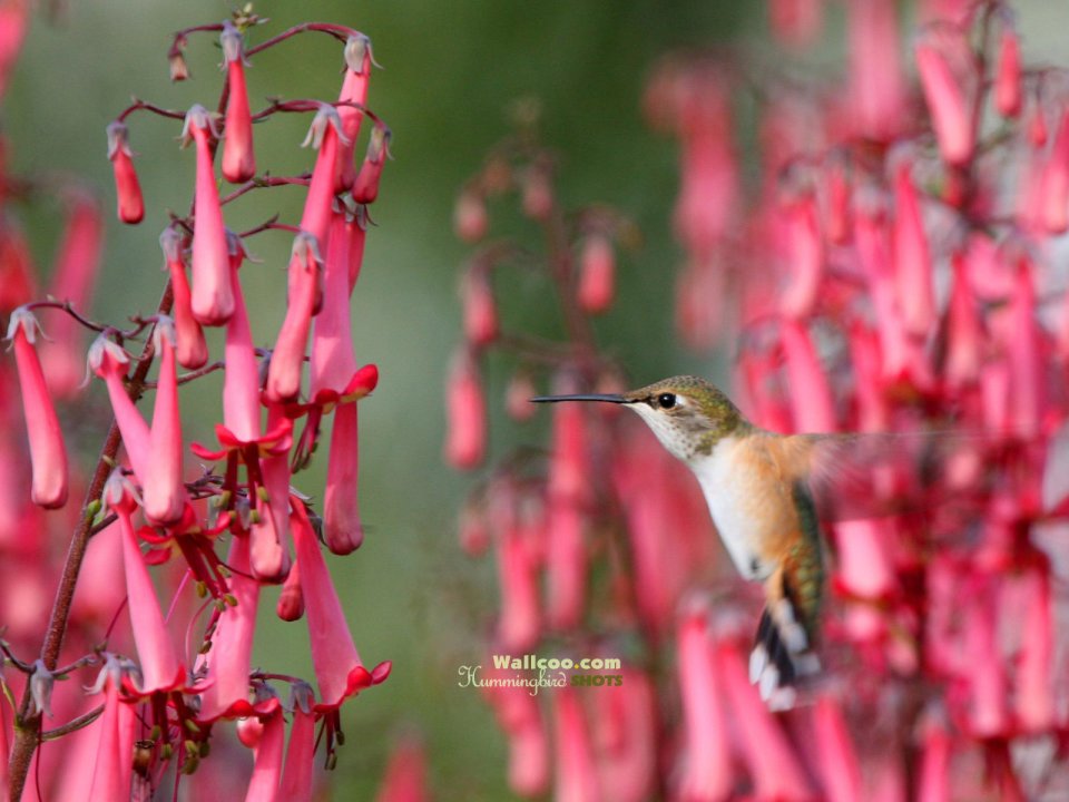Hummingbird And Red Flowers