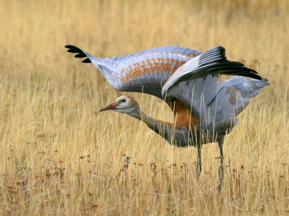 Juvenile Sandhill Crane Spreading Wings